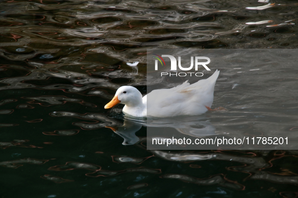 A duck is seen in a small lake at the Fuentes Brotantes National Park in the Tlalpan Municipality, in Mexico City, Mexico, on November 17, 2...