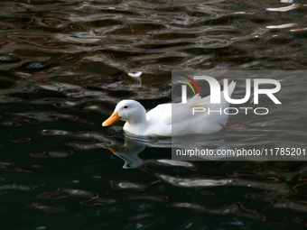 A duck is seen in a small lake at the Fuentes Brotantes National Park in the Tlalpan Municipality, in Mexico City, Mexico, on November 17, 2...