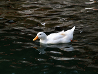 A duck is seen in a small lake at the Fuentes Brotantes National Park in the Tlalpan Municipality, in Mexico City, Mexico, on November 17, 2...