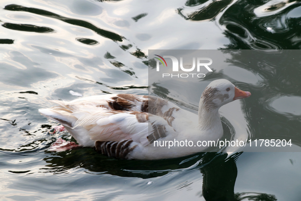 A duck is seen in a small lake at the Fuentes Brotantes National Park in the Tlalpan Municipality, in Mexico City, Mexico, on November 17, 2...