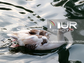 A duck is seen in a small lake at the Fuentes Brotantes National Park in the Tlalpan Municipality, in Mexico City, Mexico, on November 17, 2...