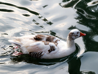 A duck is seen in a small lake at the Fuentes Brotantes National Park in the Tlalpan Municipality, in Mexico City, Mexico, on November 17, 2...