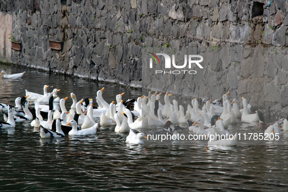 Hundreds of ducks are seen in a small lake in the Fuentes Brotantes National Park in the Tlalpan Municipality, in Mexico City, Mexico, on No...