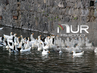 Hundreds of ducks are seen in a small lake in the Fuentes Brotantes National Park in the Tlalpan Municipality, in Mexico City, Mexico, on No...