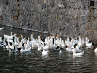 Hundreds of ducks are seen in a small lake in the Fuentes Brotantes National Park in the Tlalpan Municipality, in Mexico City, Mexico, on No...