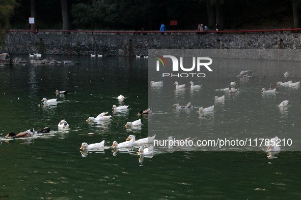 Hundreds of ducks are seen in a small lake in the Fuentes Brotantes National Park in the Tlalpan Municipality, in Mexico City, Mexico, on No...