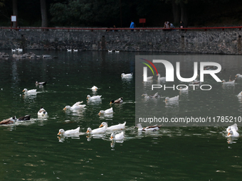 Hundreds of ducks are seen in a small lake in the Fuentes Brotantes National Park in the Tlalpan Municipality, in Mexico City, Mexico, on No...