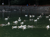 Hundreds of ducks are seen in a small lake in the Fuentes Brotantes National Park in the Tlalpan Municipality, in Mexico City, Mexico, on No...