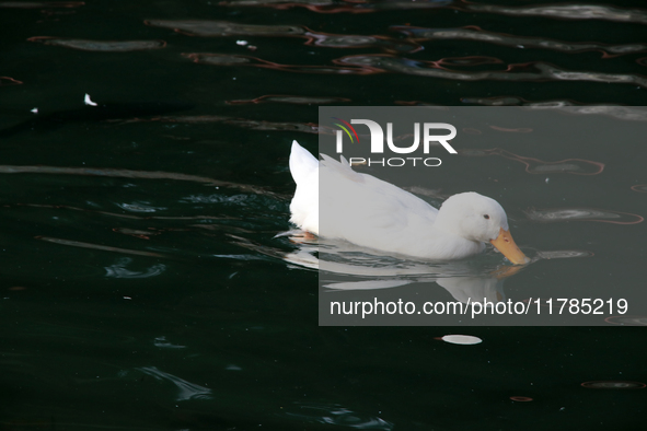 A duck is seen in a small lake at the Fuentes Brotantes National Park in the Tlalpan Municipality, in Mexico City, Mexico, on November 17, 2...