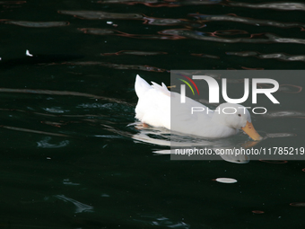 A duck is seen in a small lake at the Fuentes Brotantes National Park in the Tlalpan Municipality, in Mexico City, Mexico, on November 17, 2...