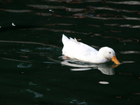 A duck is seen in a small lake at the Fuentes Brotantes National Park in the Tlalpan Municipality, in Mexico City, Mexico, on November 17, 2...