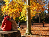 A sunny day in Munich, Germany, on November 16, 2024, showcases the vibrant hues of autumn. A couple sits closely on a tree stump while othe...