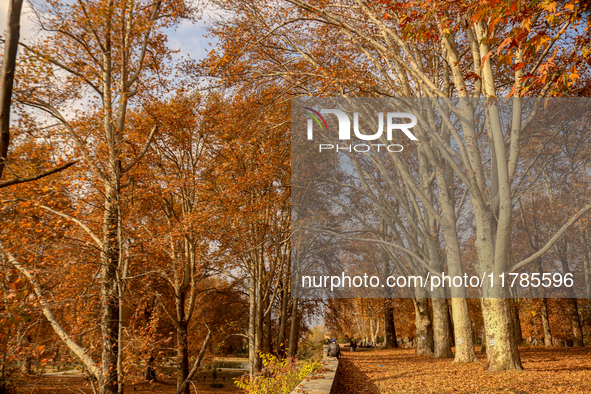 Visitors walk on fallen Chinar tree leaves inside a Mughal garden during an autumn day in Srinagar, Jammu and Kashmir, on November 17, 2024....