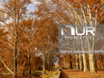 Visitors walk on fallen Chinar tree leaves inside a Mughal garden during an autumn day in Srinagar, Jammu and Kashmir, on November 17, 2024....