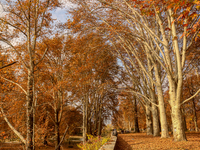 Visitors walk on fallen Chinar tree leaves inside a Mughal garden during an autumn day in Srinagar, Jammu and Kashmir, on November 17, 2024....