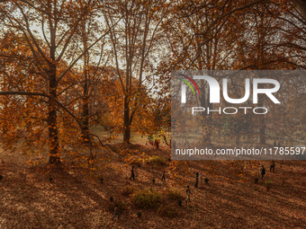 Visitors walk on fallen Chinar tree leaves inside a Mughal garden during an autumn day in Srinagar, Jammu and Kashmir, on November 17, 2024....