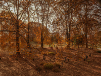 Visitors walk on fallen Chinar tree leaves inside a Mughal garden during an autumn day in Srinagar, Jammu and Kashmir, on November 17, 2024....