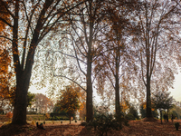 Visitors walk on fallen Chinar tree leaves inside a Mughal garden during an autumn day in Srinagar, Jammu and Kashmir, on November 17, 2024....