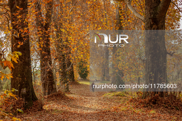 A visitor walks on fallen Chinar tree leaves inside a Mughal garden during an autumn day in Srinagar, Jammu and Kashmir, on November 17, 202...