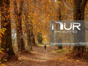 A visitor walks on fallen Chinar tree leaves inside a Mughal garden during an autumn day in Srinagar, Jammu and Kashmir, on November 17, 202...