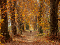 A visitor walks on fallen Chinar tree leaves inside a Mughal garden during an autumn day in Srinagar, Jammu and Kashmir, on November 17, 202...