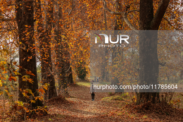 A visitor walks on fallen Chinar tree leaves inside a Mughal garden during an autumn day in Srinagar, Jammu and Kashmir, on November 17, 202...