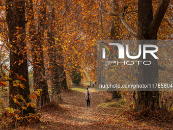 A visitor walks on fallen Chinar tree leaves inside a Mughal garden during an autumn day in Srinagar, Jammu and Kashmir, on November 17, 202...