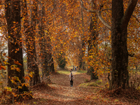 A visitor walks on fallen Chinar tree leaves inside a Mughal garden during an autumn day in Srinagar, Jammu and Kashmir, on November 17, 202...