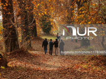 Visitors walk on fallen Chinar tree leaves inside a Mughal garden during an autumn day in Srinagar, Jammu and Kashmir, on November 17, 2024....