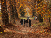 Visitors walk on fallen Chinar tree leaves inside a Mughal garden during an autumn day in Srinagar, Jammu and Kashmir, on November 17, 2024....