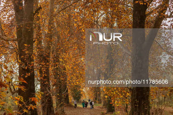 Visitors walk on fallen Chinar tree leaves inside a Mughal garden during an autumn day in Srinagar, Jammu and Kashmir, on November 17, 2024....