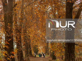 Visitors walk on fallen Chinar tree leaves inside a Mughal garden during an autumn day in Srinagar, Jammu and Kashmir, on November 17, 2024....