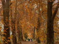 Visitors walk on fallen Chinar tree leaves inside a Mughal garden during an autumn day in Srinagar, Jammu and Kashmir, on November 17, 2024....