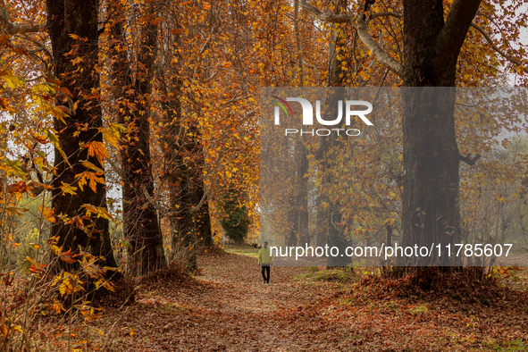 A visitor walks on fallen Chinar tree leaves inside a Mughal garden during an autumn day in Srinagar, Jammu and Kashmir, on November 17, 202...