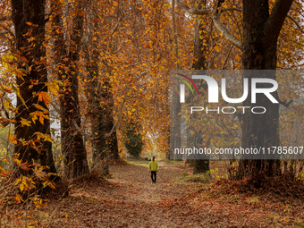 A visitor walks on fallen Chinar tree leaves inside a Mughal garden during an autumn day in Srinagar, Jammu and Kashmir, on November 17, 202...