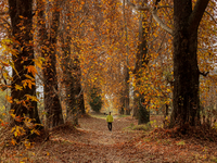 A visitor walks on fallen Chinar tree leaves inside a Mughal garden during an autumn day in Srinagar, Jammu and Kashmir, on November 17, 202...