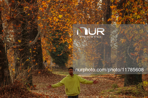 A visitor walks on fallen Chinar tree leaves inside a Mughal garden during an autumn day in Srinagar, Jammu and Kashmir, on November 17, 202...