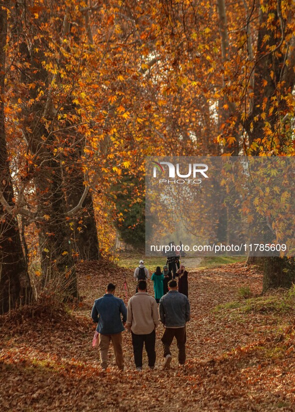 Visitors walk on fallen Chinar tree leaves inside a Mughal garden during an autumn day in Srinagar, Jammu and Kashmir, on November 17, 2024....