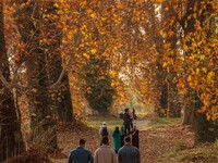 Visitors walk on fallen Chinar tree leaves inside a Mughal garden during an autumn day in Srinagar, Jammu and Kashmir, on November 17, 2024....