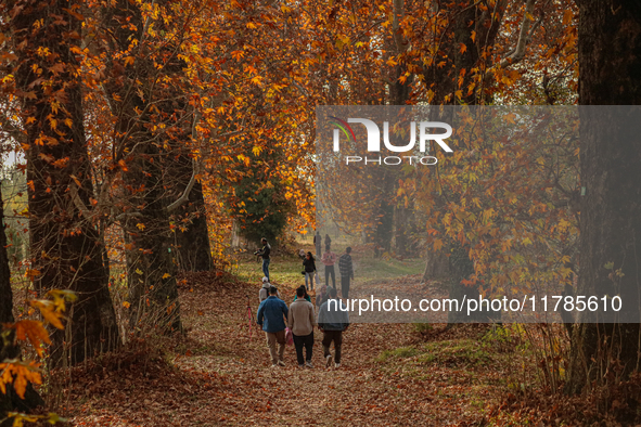 Visitors walk on fallen Chinar tree leaves inside a Mughal garden during an autumn day in Srinagar, Jammu and Kashmir, on November 17, 2024....