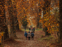 Visitors walk on fallen Chinar tree leaves inside a Mughal garden during an autumn day in Srinagar, Jammu and Kashmir, on November 17, 2024....