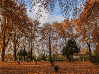 Visitors walk on fallen Chinar tree leaves inside a Mughal garden during an autumn day in Srinagar, Jammu and Kashmir, on November 17, 2024....