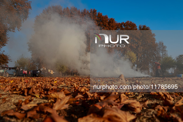 Rafiqa, 46, burns fallen dried leaves and twigs of a Chinar tree to make charcoal ahead of harsh winters in Sopore, Jammu and Kashmir, India...