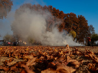 Rafiqa, 46, burns fallen dried leaves and twigs of a Chinar tree to make charcoal ahead of harsh winters in Sopore, Jammu and Kashmir, India...