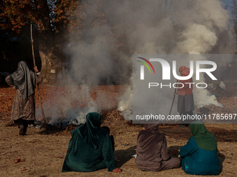 Rafiqa, 46, burns fallen dried leaves and twigs of a Chinar tree to make charcoal ahead of harsh winters in Sopore, Jammu and Kashmir, India...