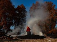 Rafiqa, 46, burns fallen dried leaves and twigs of a Chinar tree to make charcoal ahead of harsh winters in Sopore, Jammu and Kashmir, India...