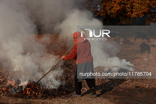 Rafiqa, 46, burns fallen dried leaves and twigs of a Chinar tree to make charcoal ahead of harsh winters in Sopore, Jammu and Kashmir, India...