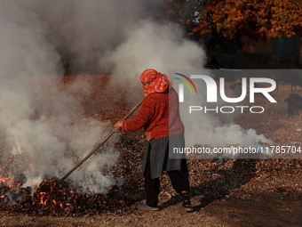 Rafiqa, 46, burns fallen dried leaves and twigs of a Chinar tree to make charcoal ahead of harsh winters in Sopore, Jammu and Kashmir, India...