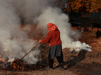 Rafiqa, 46, burns fallen dried leaves and twigs of a Chinar tree to make charcoal ahead of harsh winters in Sopore, Jammu and Kashmir, India...