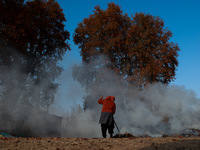 Rafiqa, 46, burns fallen dried leaves and twigs of a Chinar tree to make charcoal ahead of harsh winters in Sopore, Jammu and Kashmir, India...